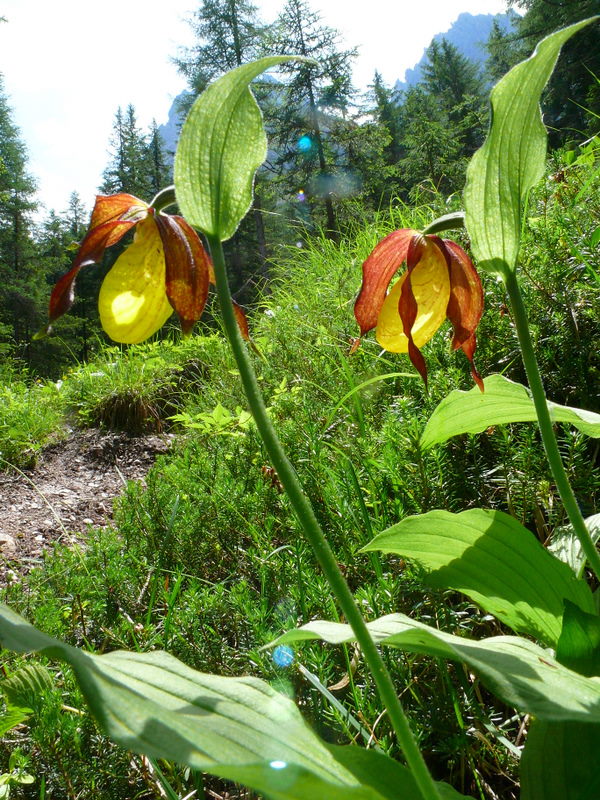 Cypripedium calceolus....  la pi bella del reame